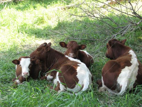 Pinzgauer Beef Cows
