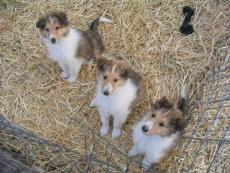 Panda and Beau's puppies