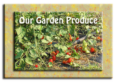 roma tomatoes