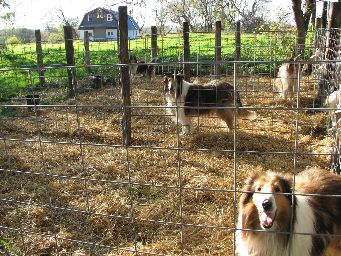 Sire Kennel Area